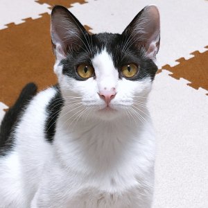 고양이 실종 코리아쇼트헤어 인천광역시 서구