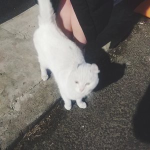 고양이 목격 아메리칸컬 인천광역시 연수구