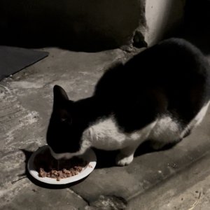 고양이 목격 코리아쇼트헤어 서울특별시 강동구