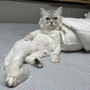 고양이 실종 페르시안 서울특별시 강서구