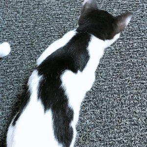 고양이를 찾습니다 고양이 전단지