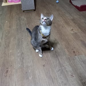 고양이를 찾습니다 고양이 전단지