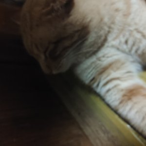 고양이 실종 코리아쇼트헤어 충청남도 논산시
