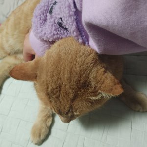 고양이를 찾습니다 고양이 전단지