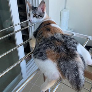 고양이 실종 코리아쇼트헤어 전라북도 군산시