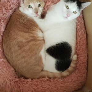 고양이 실종 코리아쇼트헤어 전라남도 여수시