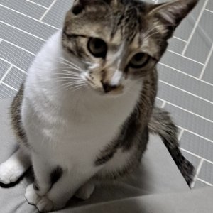 고양이를 찾습니다 고양이 전단지