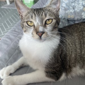 고양이 실종 코리아쇼트헤어 대구광역시 달서구