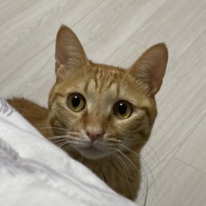 고양이를 찾습니다 고양이 전단지