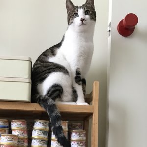 고양이를 찾습니다 고양이 전단지