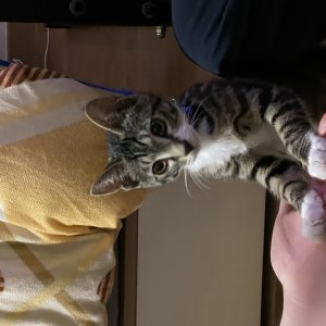 고양이를 찾습니다 고양이 전단지