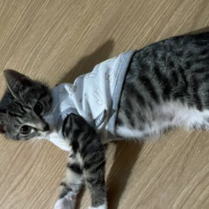 고양이 실종 코리아쇼트헤어 서울특별시 광진구