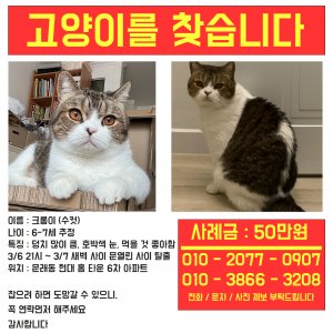 고양이 실종 코리아쇼트헤어 서울특별시 영등포구