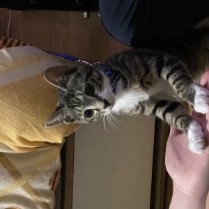고양이 실종 코리아쇼트헤어 경기도 남양주시