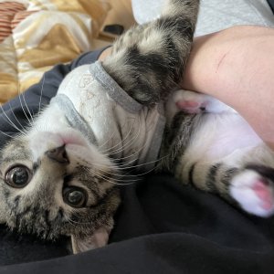 고양이를 찾습니다 고양이 전단지