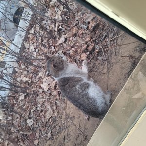 고양이 구조 코리아쇼트헤어 서울특별시 송파구