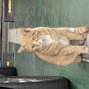 고양이 주인을 찾습니다 고양이 전단지