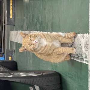 고양이 목격 코리아쇼트헤어 대구광역시 중구