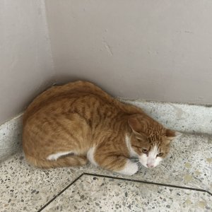 고양이 목격 코리아쇼트헤어 서울특별시 노원구