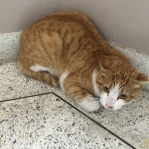 고양이 주인을 찾습니다 고양이 전단지