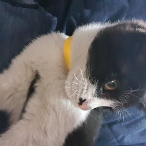 고양이를 찾습니다 고양이 전단지