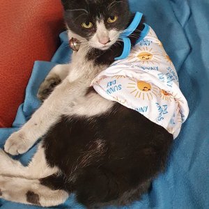 고양이 실종 코리아쇼트헤어 강원도 속초시