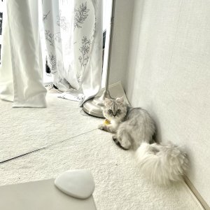 고양이 실종 페르시안 경기도 고양시 덕양구