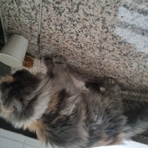고양이 주인을 찾습니다 고양이 전단지