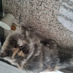 고양이 구조 친칠라캣 경기도 의정부시