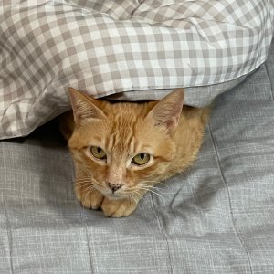 고양이를 찾습니다 고양이 전단지