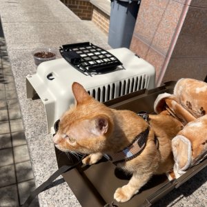 고양이 실종 코리아쇼트헤어 전라남도 해남군
