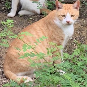 고양이 실종 코리아쇼트헤어 경상북도 구미시