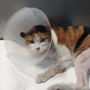 고양이 실종 코리아쇼트헤어 대전광역시 유성구