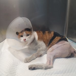 고양이를 찾습니다 고양이 전단지