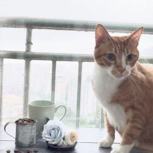 고양이를 찾습니다 고양이 전단지