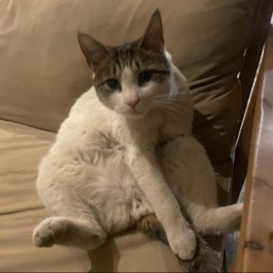 고양이를 찾습니다 고양이 전단지