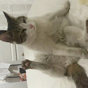 고양이 실종 코리아쇼트헤어 경기도 평택시