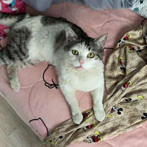 고양이 목격 아메리칸쇼트헤어 서울특별시 영등포구