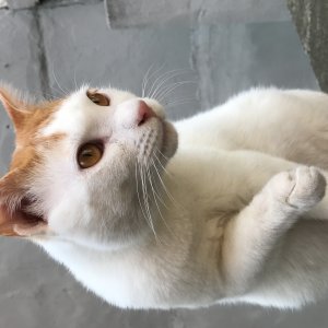 고양이 주인을 찾습니다 고양이 전단지