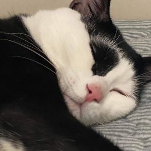 고양이를 찾습니다 고양이 전단지