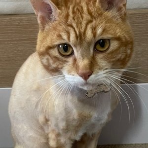 고양이 실종 코리아쇼트헤어 경상북도 영천시