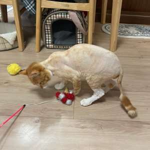 고양이를 찾습니다 고양이 전단지