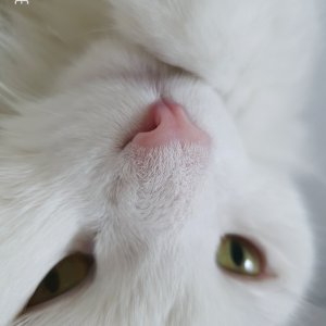 고양이를 찾습니다 고양이 전단지