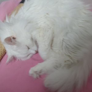 고양이 실종 터키시앙고라 경기도 수원시 권선구