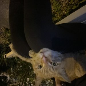고양이 주인을 찾습니다 고양이 전단지