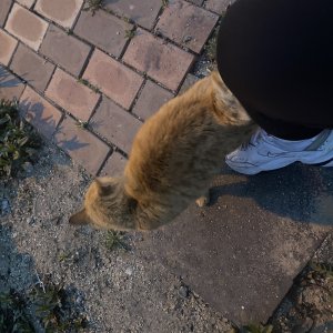 고양이 목격 코리아쇼트헤어 울산광역시 중구
