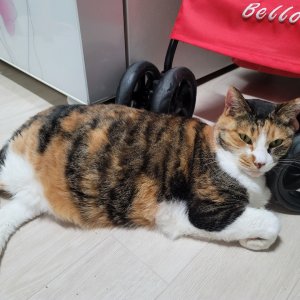 고양이 실종 코리아쇼트헤어 인천광역시 부평구