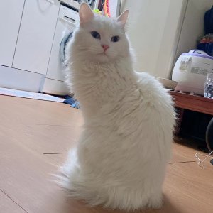 고양이 실종 페르시안 서울특별시 영등포구