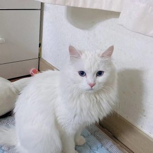 고양이를 찾습니다 고양이 전단지