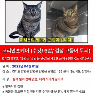 고양이를 찾습니다 고양이 전단지
